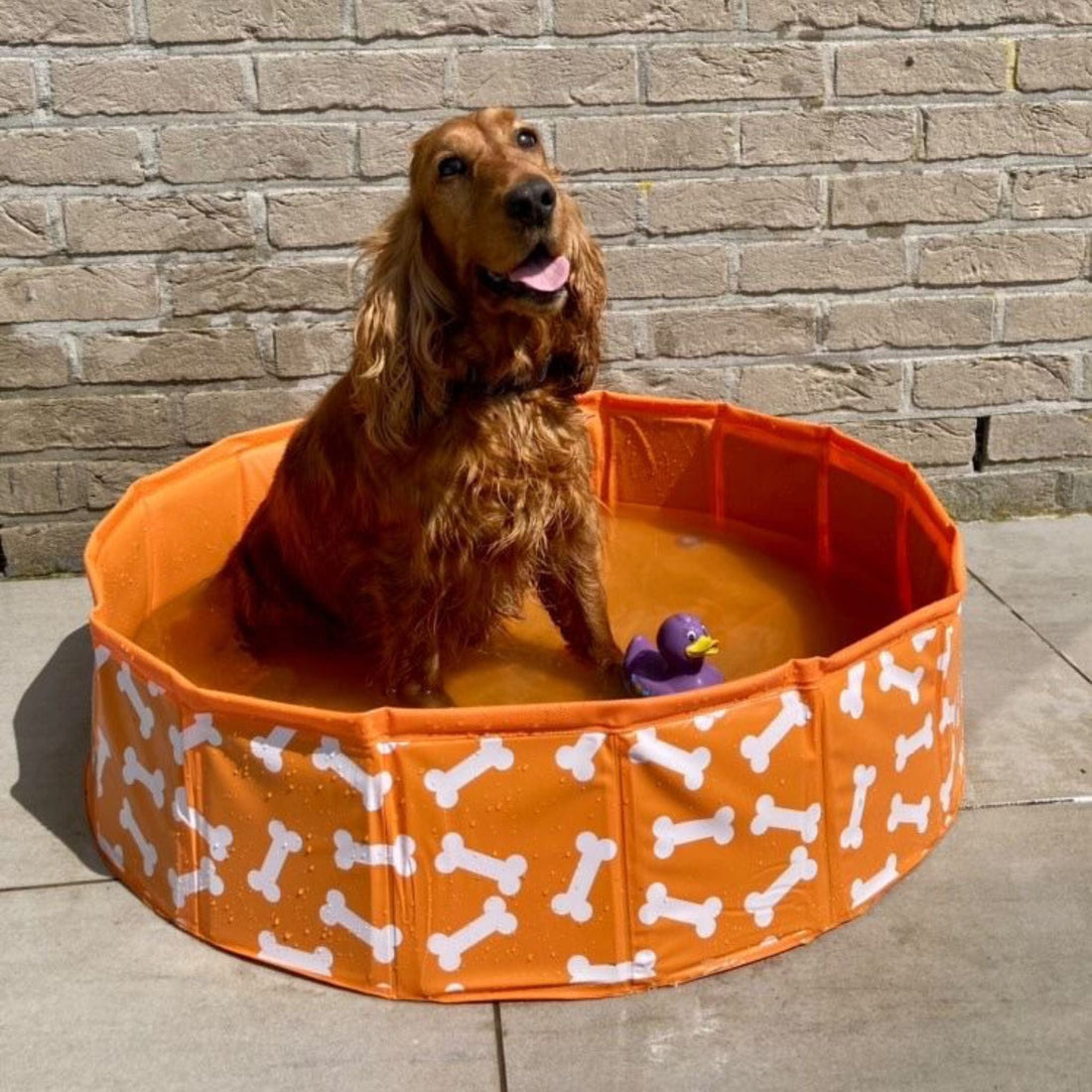 honden-zwembad-bonebash-oranje-swim-essentials-1